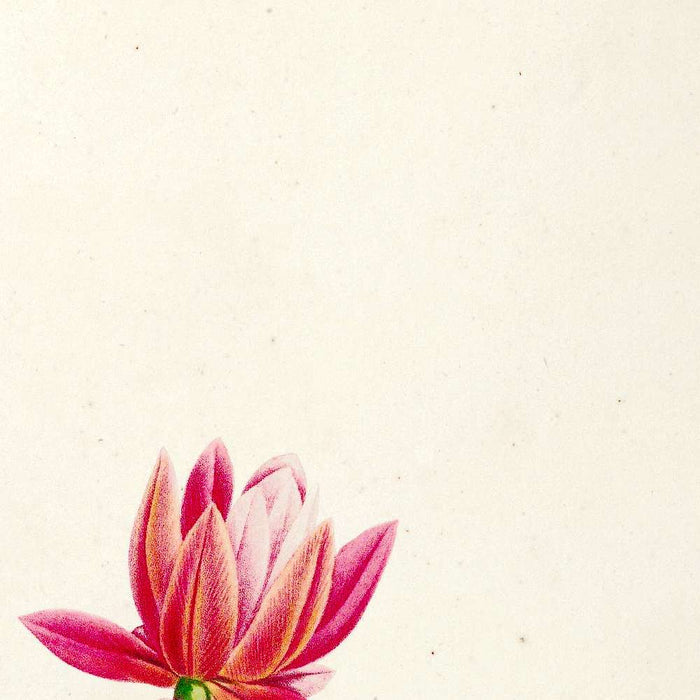 Cactus speciosus (Plate 3) by Pierre Joseph Redouté, 1813