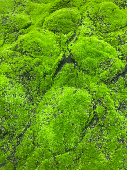 39.37''x39.37'' Moss Sheet ( YM-CP031C-Green )