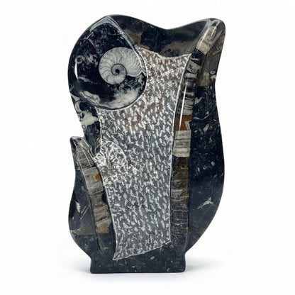 Ammonite Fossils in Matrix Showpiece Black Gray Sculpture