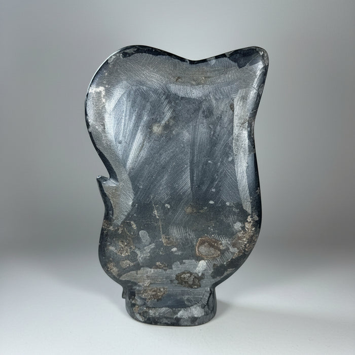 Ammonite Fossils in Matrix Showpiece Black Gray Sculpture