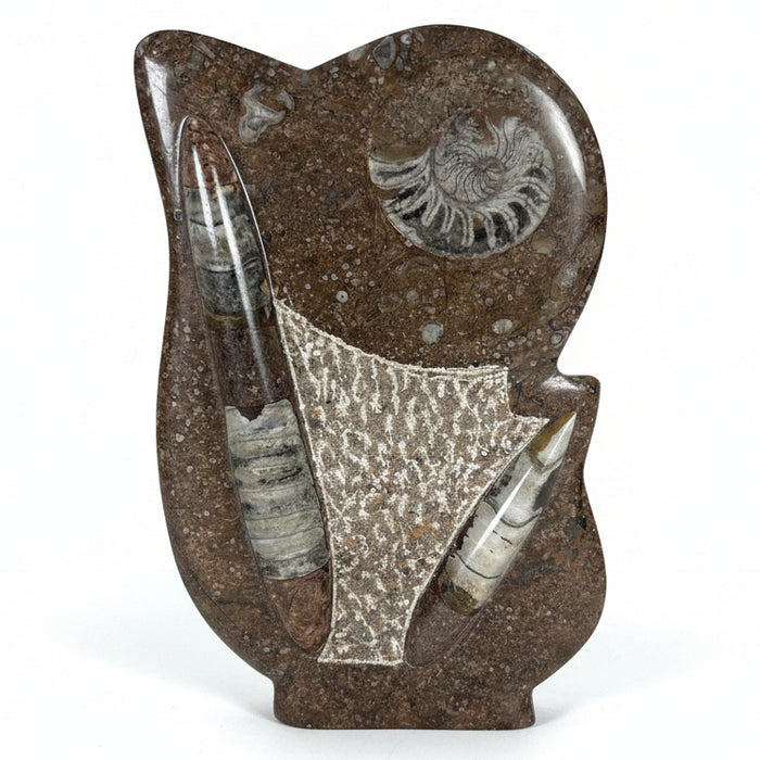 Ammonite Fossils in Matrix Showpiece Black Gray Sculpture