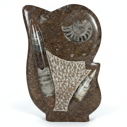 Ammonite Fossils in Matrix Showpiece Black Gray Sculpture