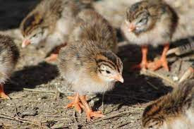 Baby Guinea or Quail Special order Special Order SO Seasonal