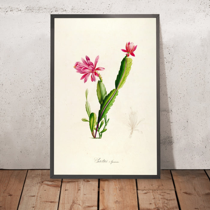 A framed image of Cactus speciosus (Plate 3) by Pierre Joseph Redouté, 1813