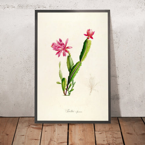 A framed image of Cactus speciosus (Plate 3) by Pierre Joseph Redouté, 1813