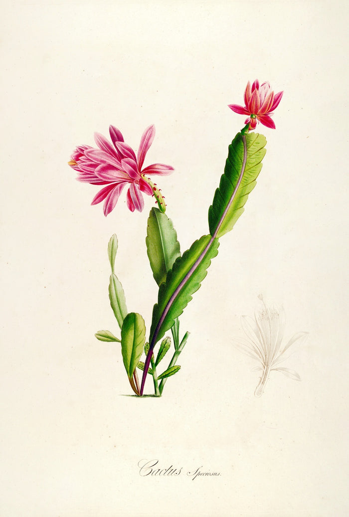 Cactus speciosus (Plate 3) by Pierre Joseph Redouté, 1813