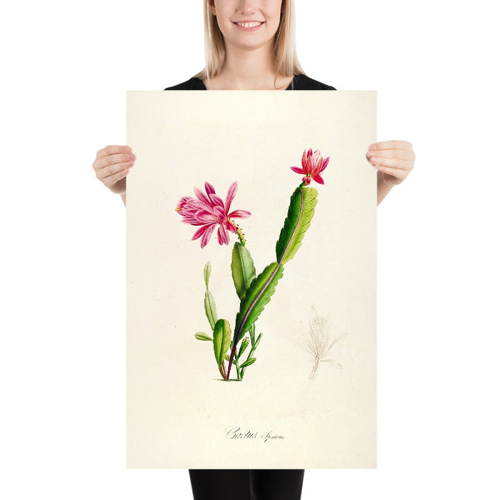 Cactus speciosus (Plate 3) by Pierre Joseph Redouté, 1813