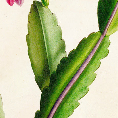 Cactus speciosus (Plate 3) by Pierre Joseph Redouté, 1813