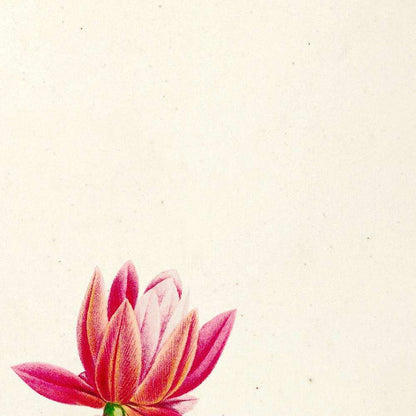 Cactus speciosus (Plate 3) by Pierre Joseph Redouté, 1813