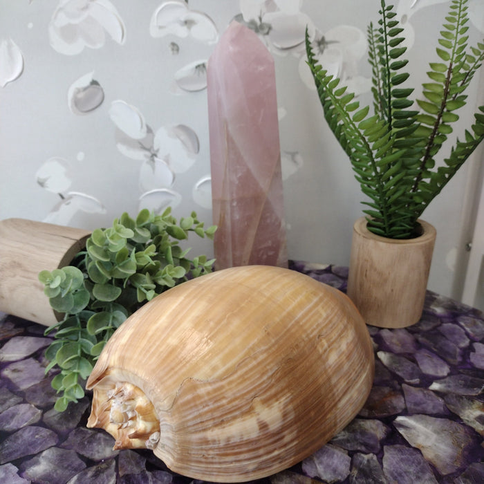 Cymbium Shell (7" x 6" x 4")