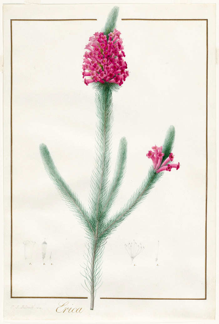 Erica fulgida by Pierre Joseph Redouté, 1813