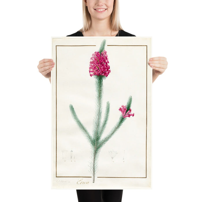 Erica fulgida by Pierre Joseph Redouté, 1813