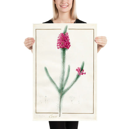 Erica fulgida by Pierre Joseph Redouté, 1813