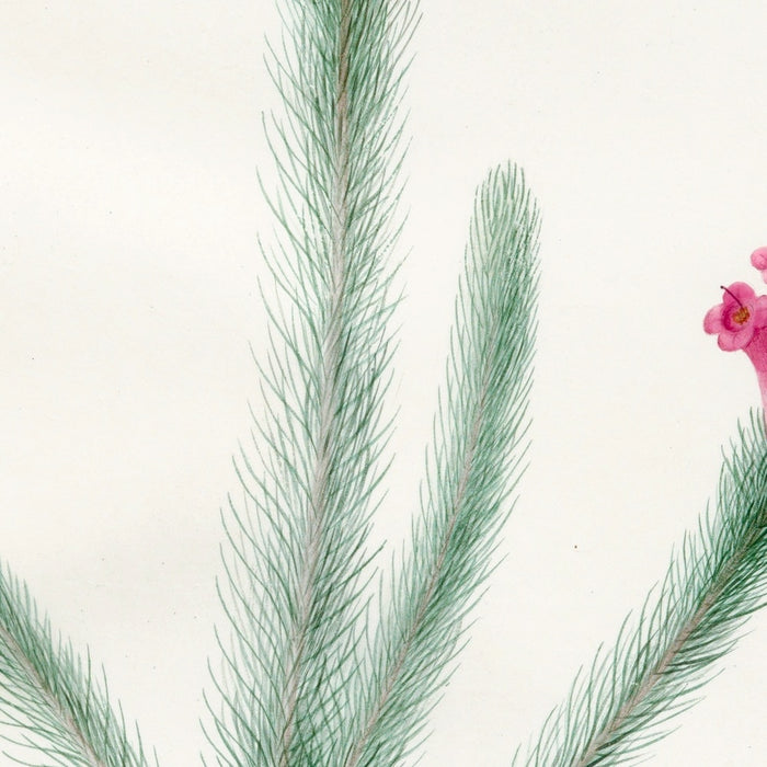 Erica fulgida by Pierre Joseph Redouté, 1813