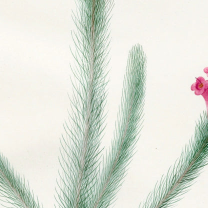 Erica fulgida by Pierre Joseph Redouté, 1813