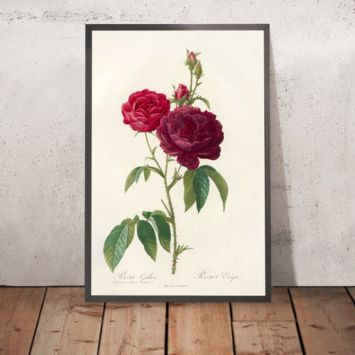 A framed image of Gallic Rose (Rosa gallica) by Pierre Joseph Redouté, 1817
