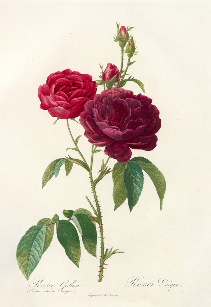 Gallic Rose (Rosa gallica) by Pierre Joseph Redouté, 1817