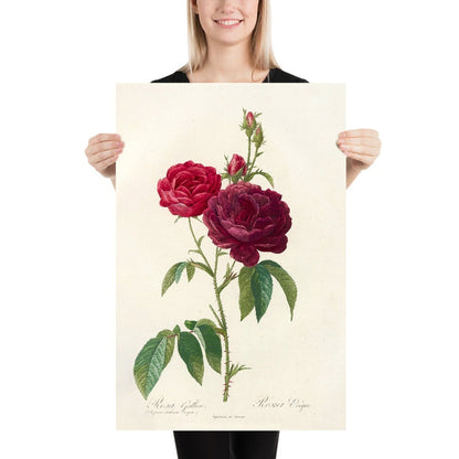 Gallic Rose (Rosa gallica) by Pierre Joseph Redouté, 1817