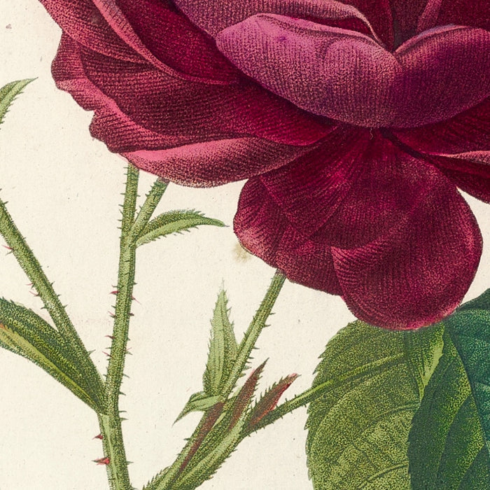 Gallic Rose (Rosa gallica) by Pierre Joseph Redouté, 1817