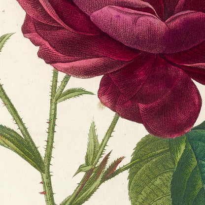 Gallic Rose (Rosa gallica) by Pierre Joseph Redouté, 1817