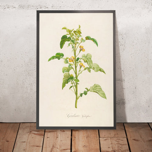 A framed image of Goodenia grandiflora (Plate 6) by Pierre Joseph Redouté, 1813