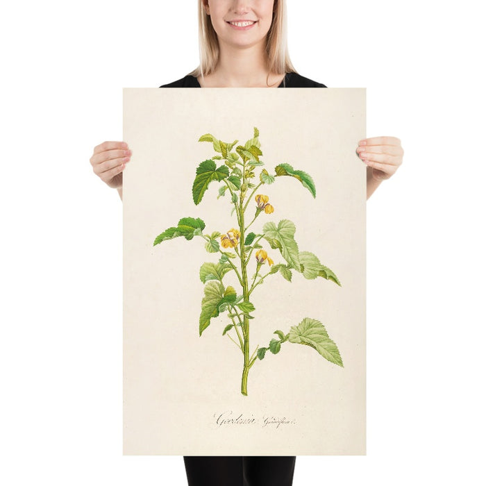 Goodenia grandiflora (Plate 6) by Pierre Joseph Redouté, 1813