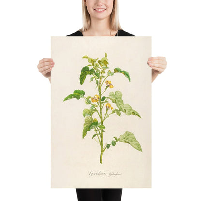 Goodenia grandiflora (Plate 6) by Pierre Joseph Redouté, 1813