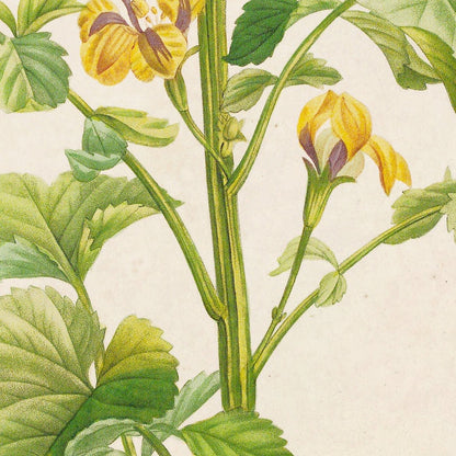 Goodenia grandiflora (Plate 6) by Pierre Joseph Redouté, 1813