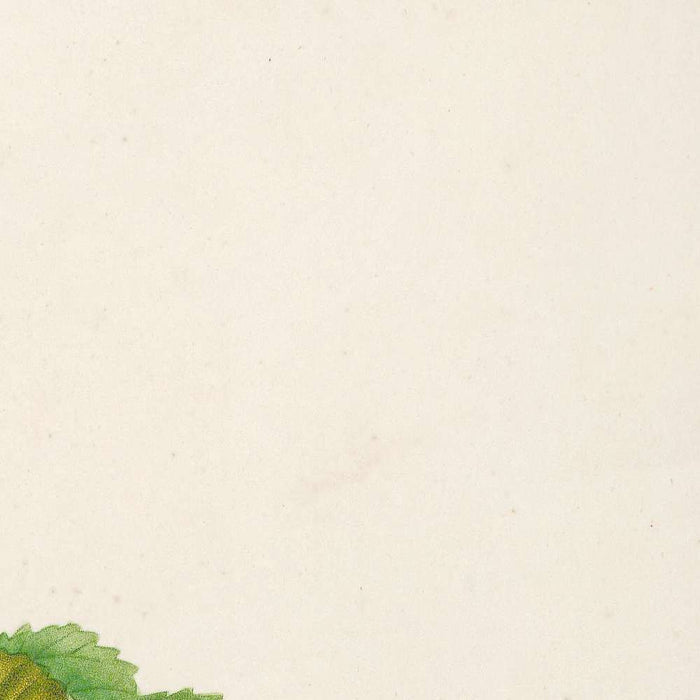 Goodenia grandiflora (Plate 6) by Pierre Joseph Redouté, 1813
