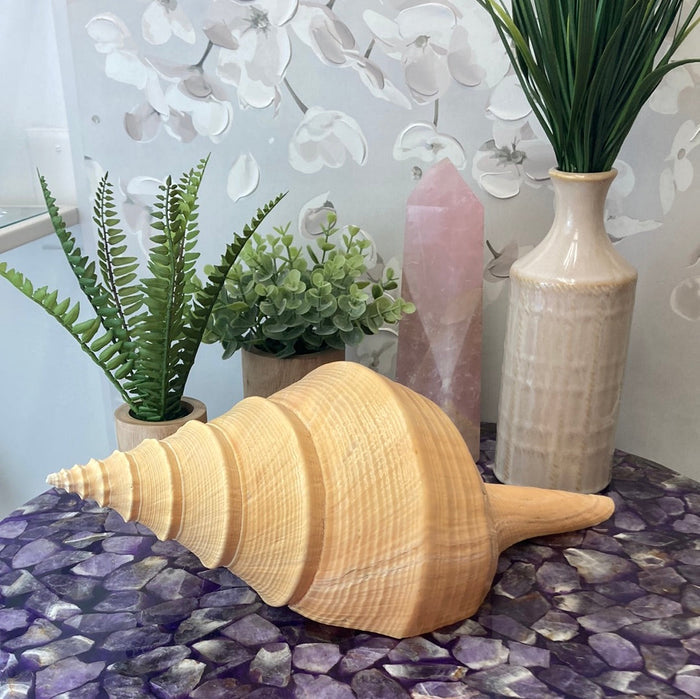 Horse Conch Shell