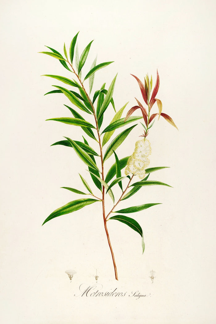 Metrosideros saligna (Plate 4) by Pierre Joseph Redouté, 1813