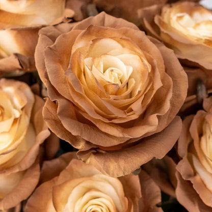 Mocha Brown Tinted Roses Close Up - Image