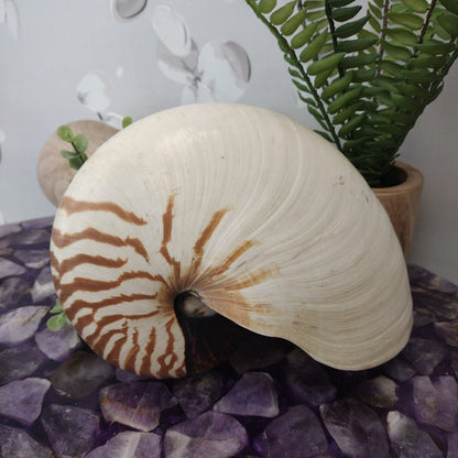 Nautilus Pompilius Pearly Seashell