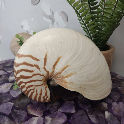 Nautilus Pompilius Pearly Seashell