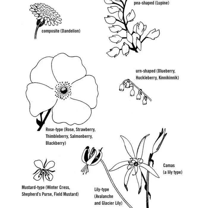 Northwest Foraging Book
