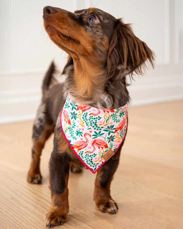 PF x The Foggy Dog Flock of Flamingos - Dog Bandana - Rose - Printfresh