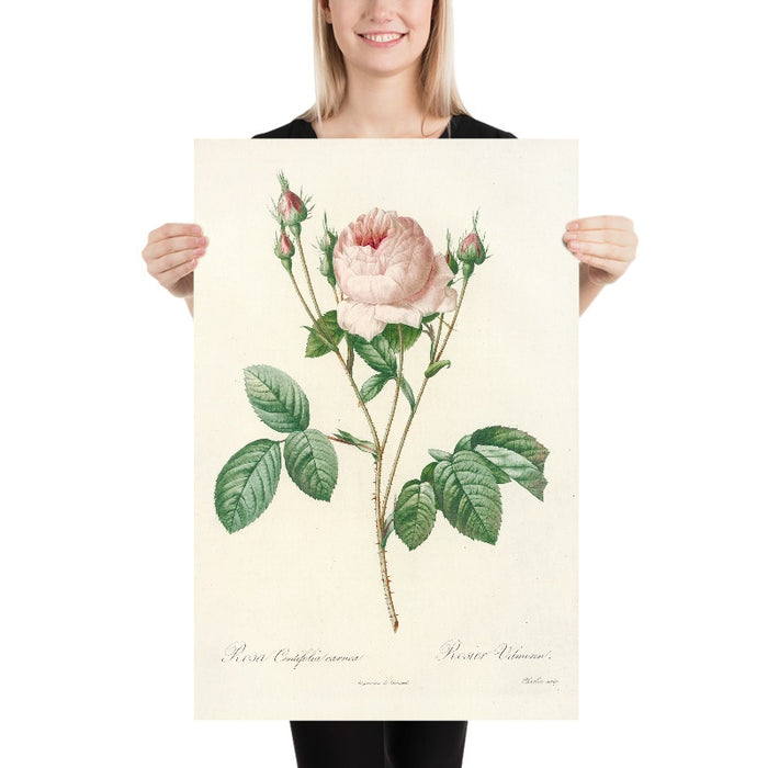 Rosa centifolia Carnea by Pierre Joseph Redouté, 1817