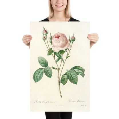 Rosa centifolia Carnea by Pierre Joseph Redouté, 1817