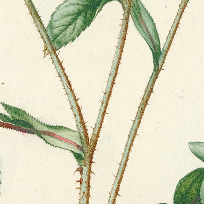 Rosa centifolia Carnea by Pierre Joseph Redouté, 1817