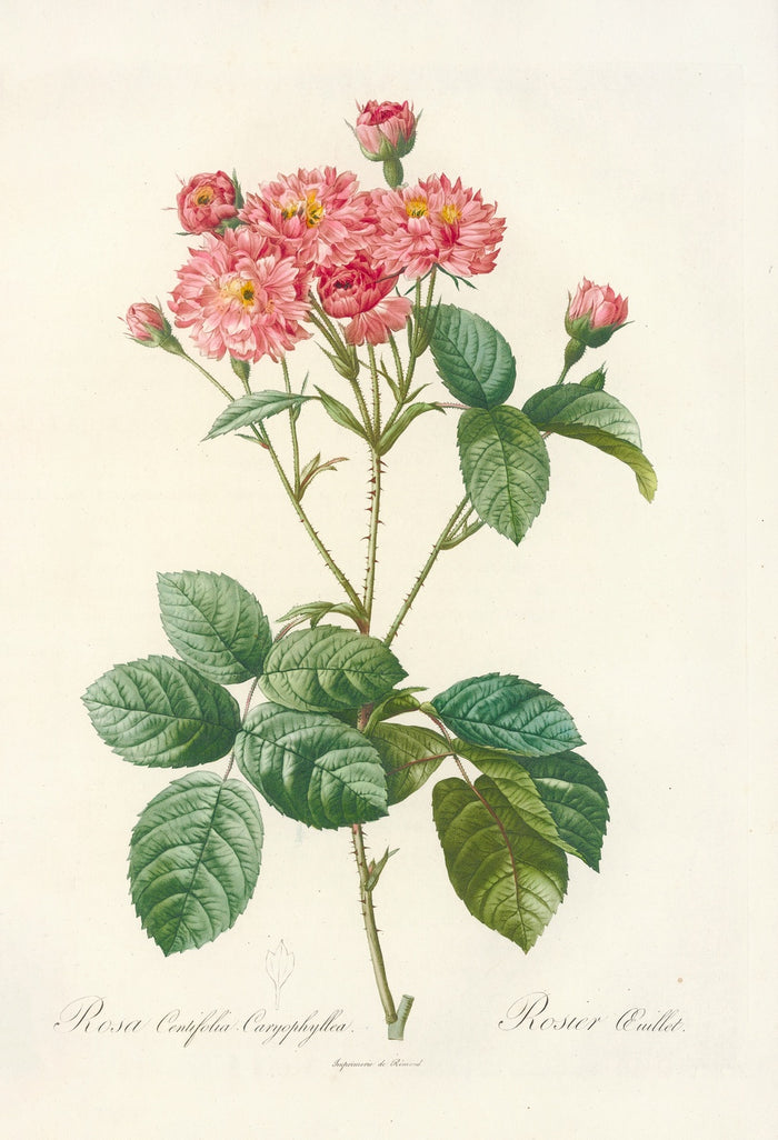 Rosa centifolia Caryophyllea by Pierre Joseph Redouté, 1817