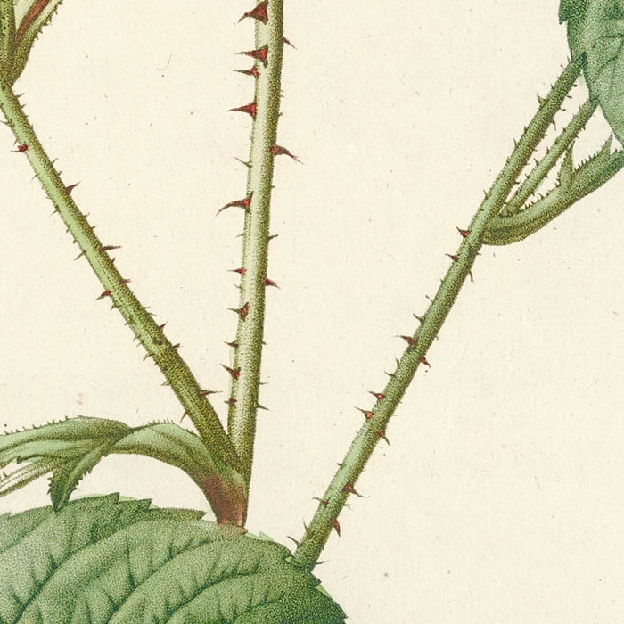 Rosa centifolia Caryophyllea by Pierre Joseph Redouté, 1817