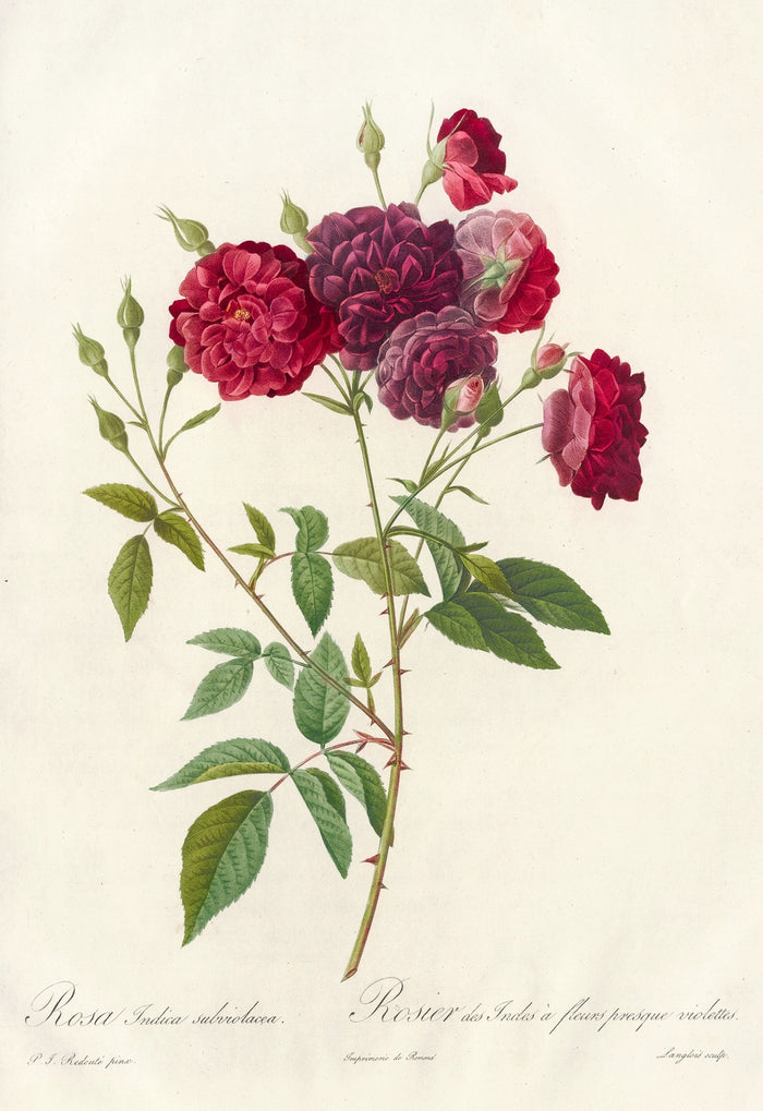 Rosa indica subviolacea by Pierre Joseph Redouté, 1817