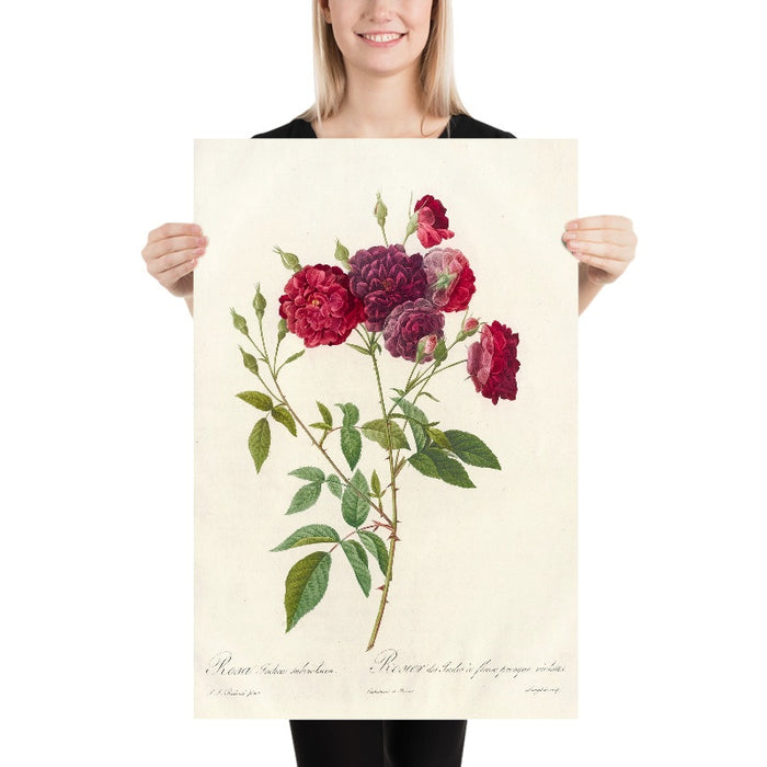 Rosa indica subviolacea by Pierre Joseph Redouté, 1817