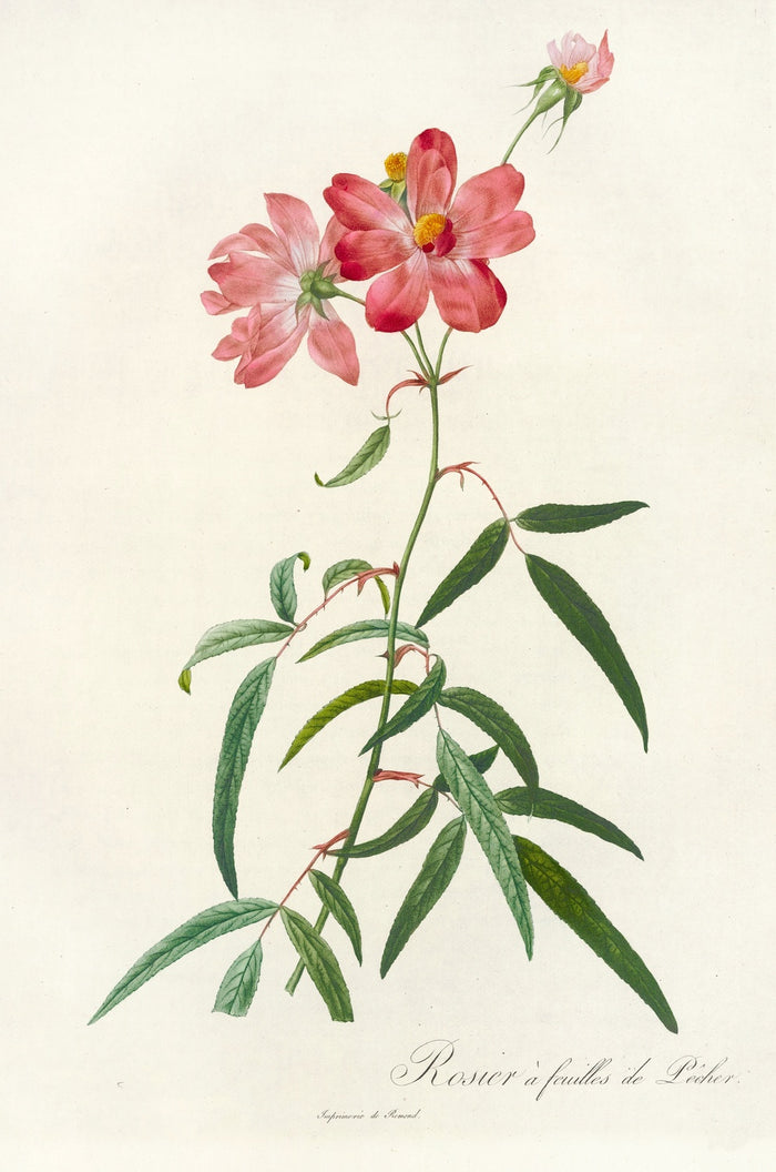 Rosa longifolia by Pierre Joseph Redouté, 1817