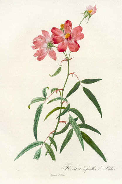 Rosa longifolia by Pierre Joseph Redouté, 1817