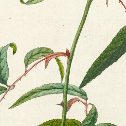 Rosa longifolia by Pierre Joseph Redouté, 1817