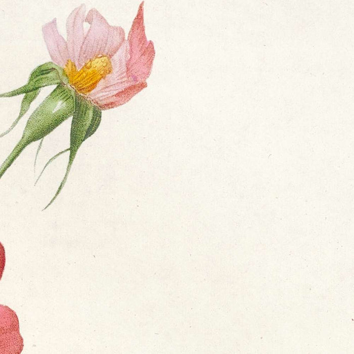 Rosa longifolia by Pierre Joseph Redouté, 1817