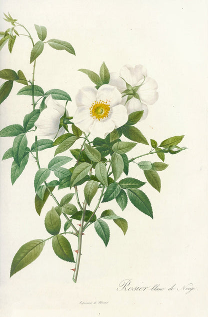 Rose (Rosa nivea) by Pierre Joseph Redouté, 1817