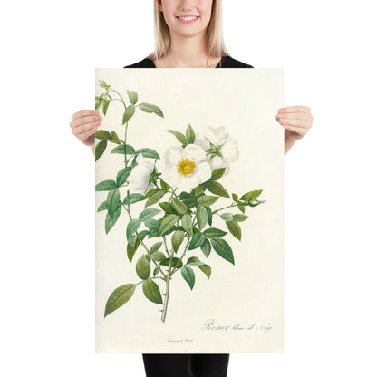 Rose (Rosa nivea) by Pierre Joseph Redouté, 1817