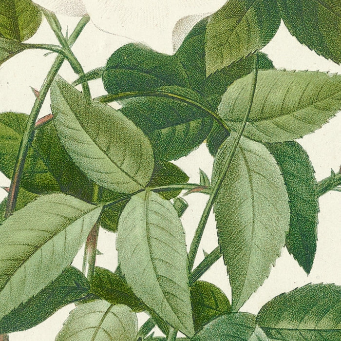 Rose (Rosa nivea) by Pierre Joseph Redouté, 1817